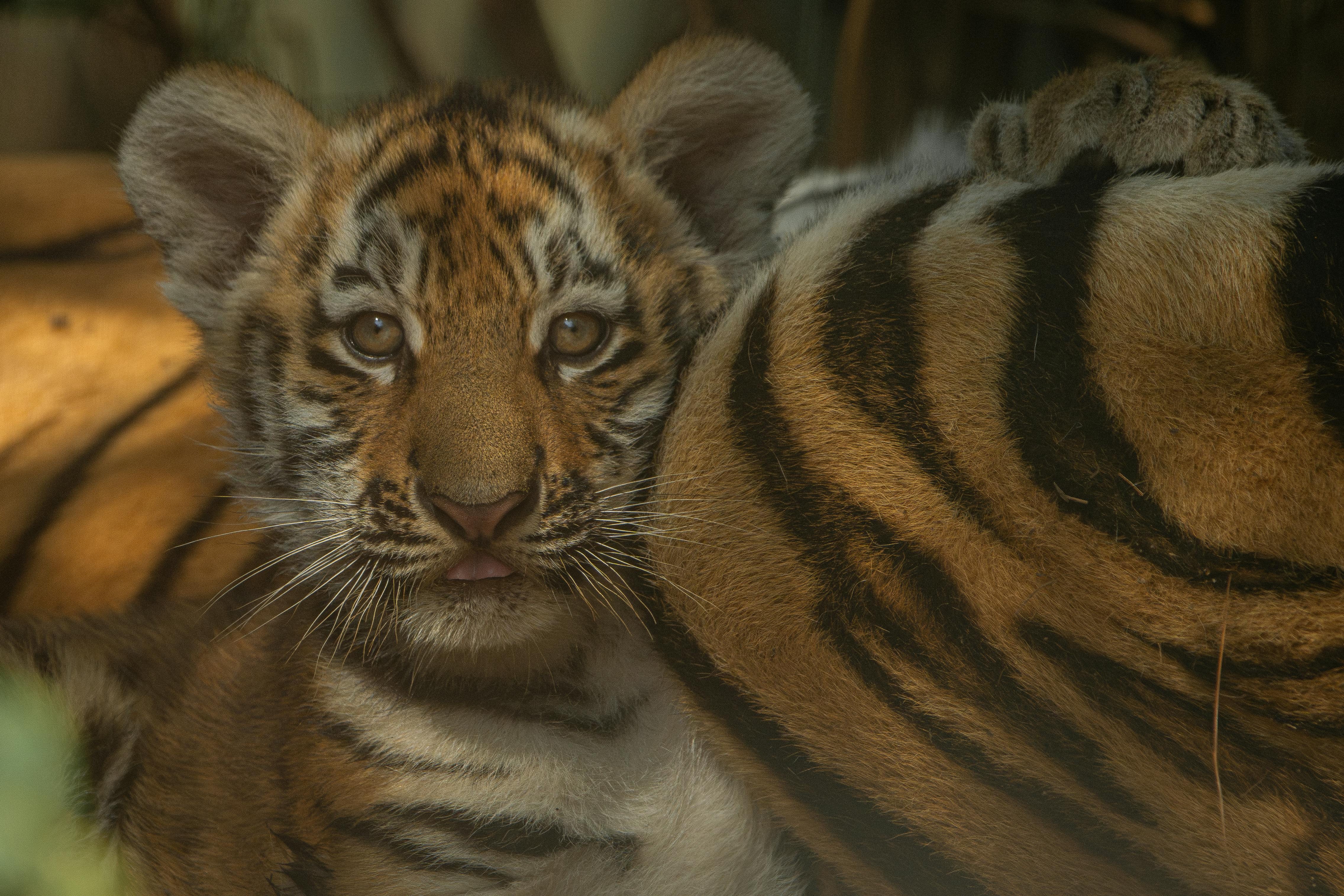 Wildlife